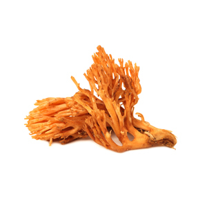 viseti cordyceps1