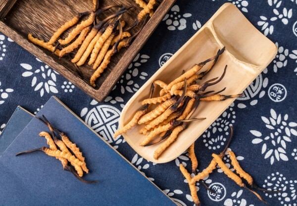 7 zelo presenetljivih dejstev o gobi Cordyceps