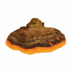 BIO prašek Chaga