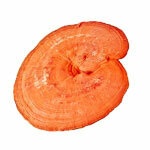 Izvleček Reishi 30%