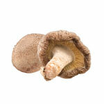 Izvleček Shiitake 30%